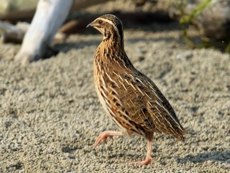 Coturnix Quail
