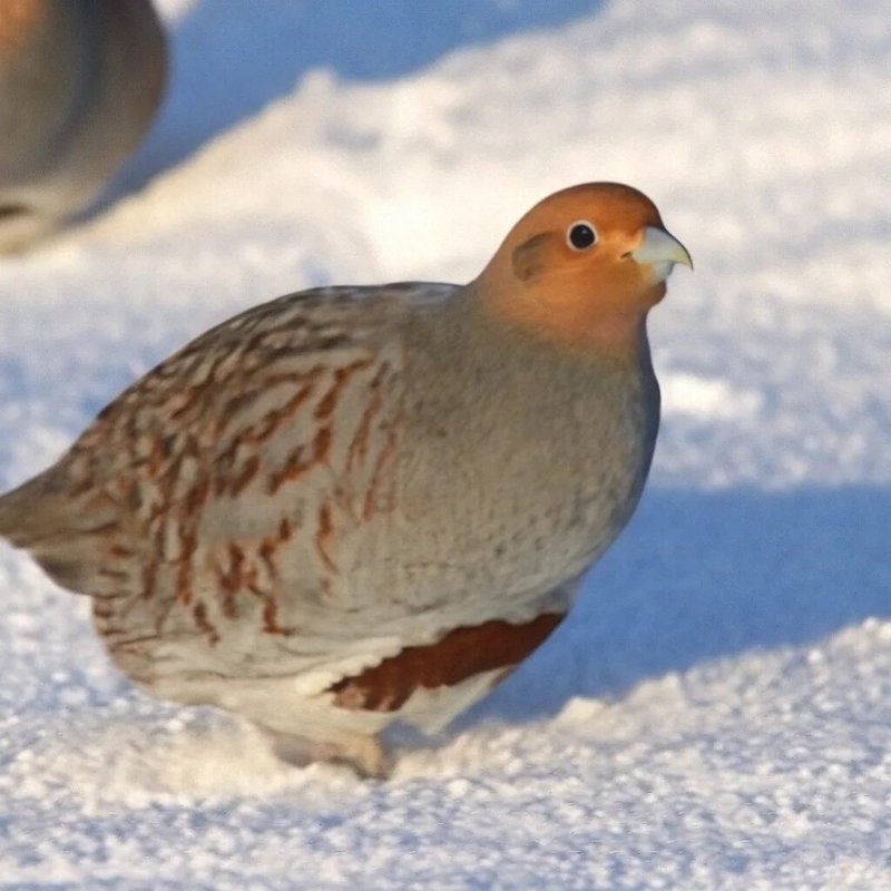 Grey Partridge