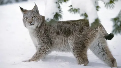 Lynx
