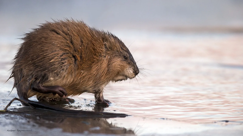 Muskrat