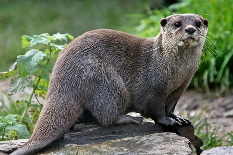 Otter