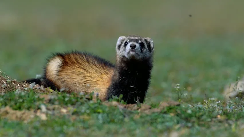 Steppe Ferret