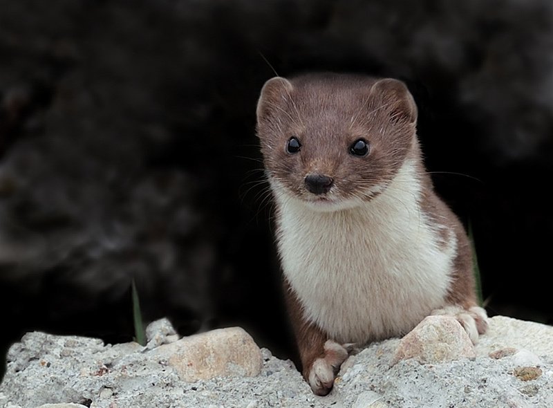 Weasel